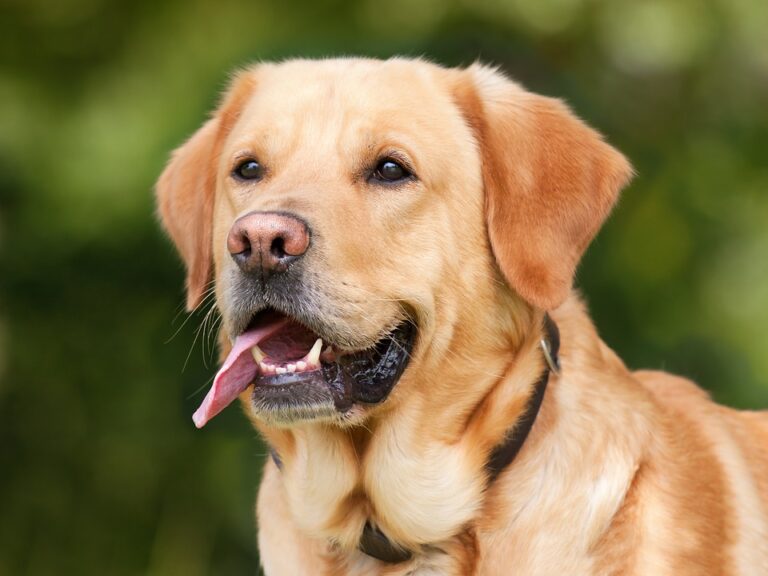 Rover.com invierte $7 millones de dólares en DogHero