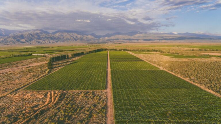 Bodegas Bianchi será sponsor del nuevo show del Cirque du Soleil en Argentina