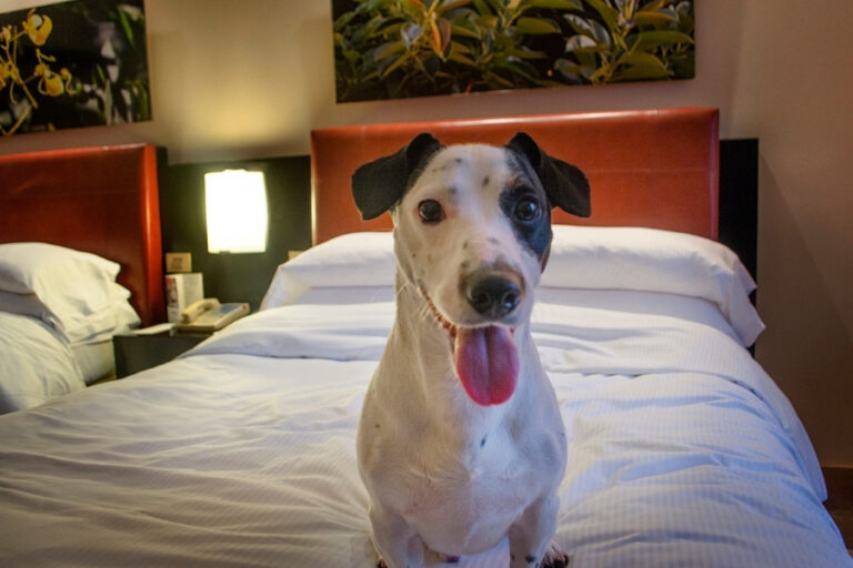 Hilton Buenos Aires redefine el concepto de VIP y apunta a un público muy selecto