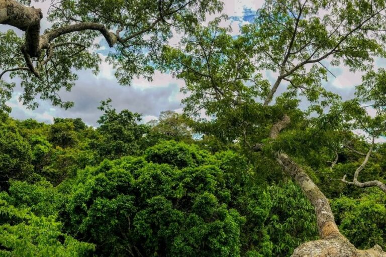 El aporte de Geometry Colombia a productores lácteos de la Amazonía colombiana