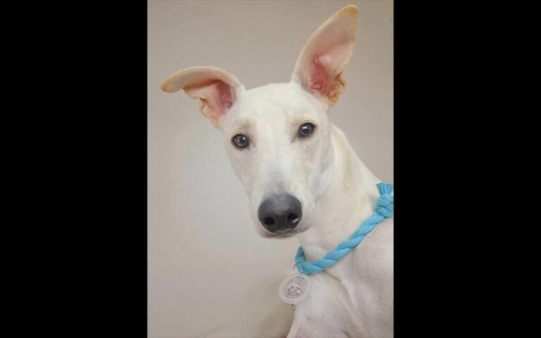 Argentina: Blind celebra el Día Mundial del Animal junto con la ONG “Adoptá un Galgo”