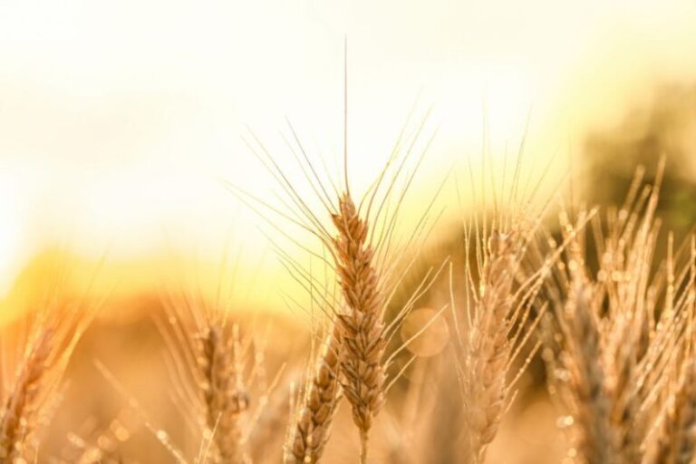 “Infobae Talks Campo”, el encuentro que recorrerá las oportunidades y desafíos del sector rural argentino