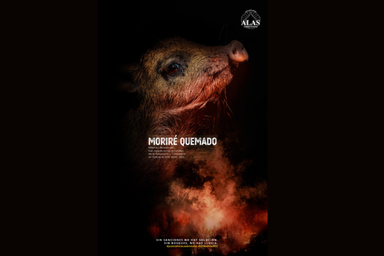 Humano Bolivia pide justicia por los animales amenazados por los incendios en la Amazonía